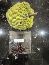 Atemoya PPC (Phet Pak Chong) 2026 - Annona Fruit Seeds 15 ct picture