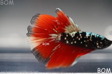ULTRA RARE I LIVE BETTA MALE HALFMOON RED DEVIL AVATAR GHOST  | BOM-B295 picture