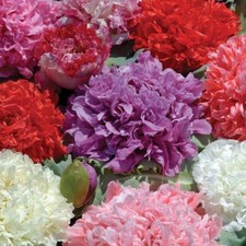 Poppy Peony Double Mixed, 100 Seeds, Beautiful Flowers, Red Pink White Purple picture