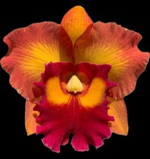 Rhyncholaeliocattleya Nakornchaisri Delight 'No.3' Cattleya Orchid plant BS 4.5” picture