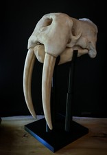 Walrus Skull Replica – Life Size Marine Mammal Display with Stand & Tusks picture