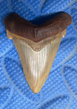 Angustidens shark tooth fossil 2 inch from SC picture