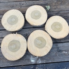 Unfinished CottonWood Round 11”x1  w/ Bark Edge, Set of 5, Circle Shapes picture