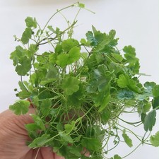 20+ Stems Hydrocotyle Sibthorpioides (Japan dwarf  Pennywort) Buy 2 Get 1 Free picture