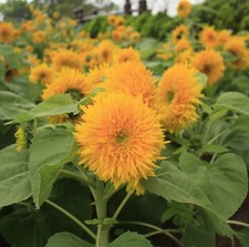 Teddy Bear Sunflower Seeds, Compact, Dwarf Sungold Sunflower, NON-GMO, picture