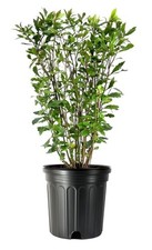 Wax Myrtle | 1 Gallon | Morella cerifera | Low Maintenance | Hardy | Shrub picture