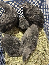 10 ++ All Black Coturnix Quail Hatching Eggs picture