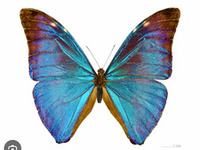 A1 Blue Morpho Adonis Butterfly Specimen Collectible Display , wings folded picture