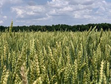 Eagle Seed Buck Monster Wheat® Awnless | Deer Food Plot Habitat Seed picture