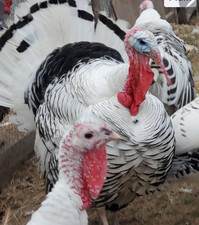 6 Royal Palm Turkey  Hatching Eggs picture