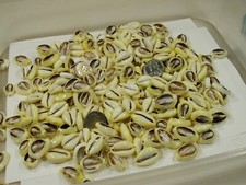4 Pounds 700 PCS Cut Cowrie Shells Wholesale Bulk Lot (No Holes) (UDP-70T) picture