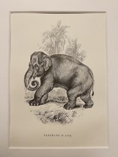 ANTIQUE STEEL ENGRAVING ELEPHANT ELEPHANT ASIA AFRICA 1858 NATURE RETRO VINTAGE picture
