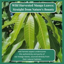 2.6 Oz Mango Leaves, Hojas De Mango, Digestive & Immune Herbal Tea picture