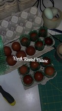 RARE🥚6 Purebred Black Copper Marans Hatching Eggs – Dark 6–8 Color Scale picture