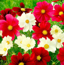 Cosmos RUBIES SUNSHINE Red+ Flowers Pollinators Butterflies Non-GMO 100 Seeds picture