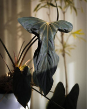 Anthurium Papillilaminum RL x FS seedling (Ralph Lynam x Fort Sherman) picture