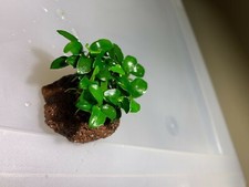5 Anubias Nana Petite On Lava Rock Easy Live Aquarium Plants ✅ picture