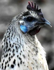 6 NPIP/AI Clean RARE MOSAIC Chicken Hatching Eggs SHOW QUALITY GRADE A+++ picture