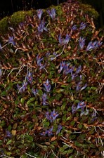 Orchid Species Dendrobium parvulum ‘Blue Violet’ picture