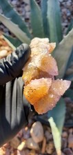 Amethyst Spirit Quartz Crystal Cluster Specimen 131g SQ131 picture