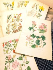 Set of 3 Botany Flowers Illustration 1866 Copperplate Vintage Plants Pictures picture