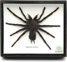 Real Giant Bird Eating Tarantula EURYPEIMA SPINCRUS Spider Taxidermy Transparent picture