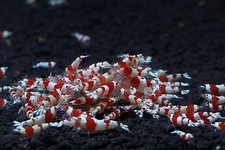 10 S+ CRS Crystal Red Shrimp Live Aquarium Shrimp by SoShrimp picture