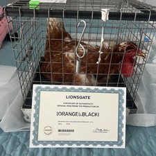 Extremely Rare Netflix Orange is the New Black Original Screen Used CHICKEN picture
