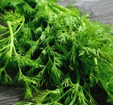Mammoth Long Island Dill Seeds | Heirloom | Non-GMO | Fresh Garden Seeds picture