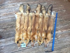 Beautiful lg.- Xlg. RED FOX Soft Tanned Fur/Skin/Hide/Hunting Lodge/Taxidermy # picture