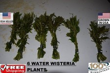 6 Water Wisteria  plants Easy Aquarium aquascaping planted tank low light nice picture