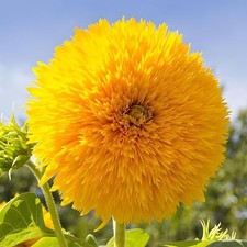 Dwarf Teddy Bear Sunflower Seeds Heirloom Non-GMO Attracts Pollinators picture