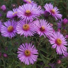 2,500 to 5,000 Heirloom New England Aster Seeds Organic Non-GMO picture
