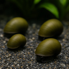 50 Live Olive Nerite Snails – Excellent Algae Eaters – Freshwater Aquarium picture