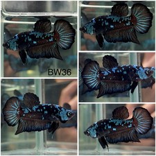 Male Betta Live Fish BW36 Koi Blue Avatar Samurai HMPK - High Quality A+ picture
