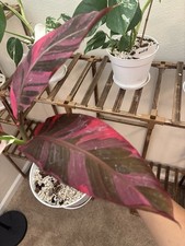 Musa NONO Hot Pink Variegated Banana Exact Plant #034 picture