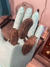 10 LIVE Florida Leatherleaf Slug Large Species Of Pet Slugs + FREEBIE picture