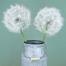 Giant Artificial Dandelion Flower Fake Dandelion Decor For Home 2 Pcs white picture