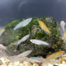 Lot of 10 Medaka, Glitter Mix, Japanese Rice Fish, Easy Hardy Aquarium/Pond Fish picture