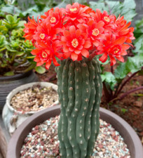 3PCS Raresucculent Matucana Madisoniorum seedgrowth Garden Décor Boutique picture