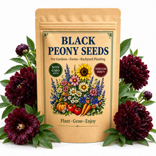 50 Black Peony Seeds - Garden Flowers for Home Planting Pollinator Beds picture