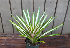 Guzmania 'Ice cream'  rare  bromeliad  4''pot picture