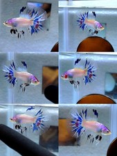 Live Betta Fish Halfmoon Male Grade Premium (RG) USA Seller picture