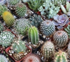 25+ Mixed Cactus seeds , mix succulent seeds | USA  . picture
