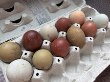 6+ Dark Or Heavy Bloom FERTILE Hatching Eggs Olive Chocolate Speckles Marans picture