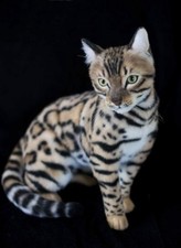 OAAK Realistic Tortoise Bengal Kitty Cat Plush Artist Soft Sculpture Decor picture