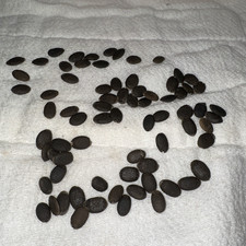 20+ LUFFA SEED 2025 HARVEST, 2026 PLANTING; SPONGE, SOAP CRAFT, SCRUBBER picture