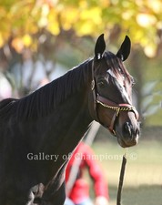 Zenyatta Portrait #3 Photo 8