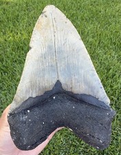 XXL 6.14” Megalodon Shark Tooth Fossil NC Dive Tooth All Natural Shark Teeth picture
