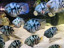 Group of 4 Polar Blue or White Parrot Cichlid Buy 2 groups get third free picture